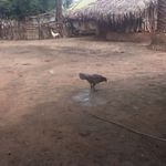 Peter W Gautier - @laka.madkami.967 - Instagram