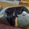 Peter Gennaro - @peter.gennaro - TikTok