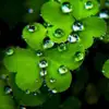 peter_bassi - @peter_bassi - TikTok