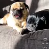 Peter Begerow - @peter.begerow - TikTok