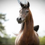 Peter Gieskens - @peter_gieskens - Instagram