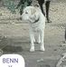 The Dogs of Peter Giesen - Facebook