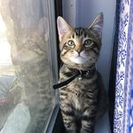 Peter Quill-Gignac - @peterquill_thecat - Instagram
