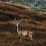 Peter Gillespie - @derrawildlife - Instagram