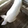 peterngima - @peterngima - TikTok