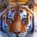 Peter Giordano - Facebook