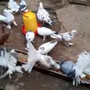 Peter Githae - @petergithae4 - TikTok