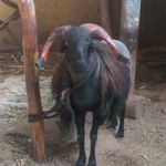 Peter Gori - @petergori2 - Instagram