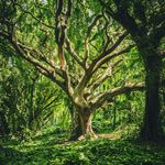 Petr L. - @peter.greenland - Instagram