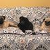 Pete Grumble - Facebook