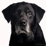 Peter Guyton Photography - @psg.labradors - Instagram
