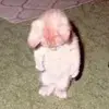 Peter - @peterrha - TikTok