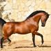 Concours Modele Et Allure Haras D Uzes  - Facebook