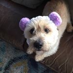 peter o Halloran - @hpetero - Instagram