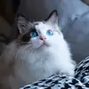 Peter_Hang - @leexing05 - TikTok