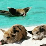 Peter Hang - @hang.peter - Instagram