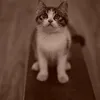 Peter Hao - @clunfff - TikTok