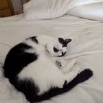 Peter Harrison - @peterharrison7034 - Instagram