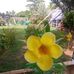 Peter Harrison - Facebook