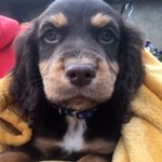 Peter Hearn - @bertie_the_cocker_2020 - Instagram