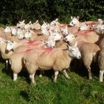 Peter Hearn - @0akley.farm - Instagram