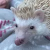 Peter.Hedgehog - @peter.hedgehog - TikTok