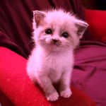 peter - @peter.hennessy - Instagram