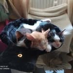 Peter Herold - @pherold78 - Instagram