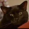 Peter Chimes - @catboypete - TikTok