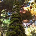 Peter Hinrichs and Landcraft Designs @landcraftne - @whatsyournature - Instagram