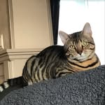 Peter Hoes - @peterdevoeger - Instagram