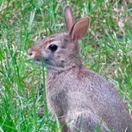 Pete Hollister - @rabbit_pete - Instagram