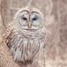 Peter Hollister - Facebook