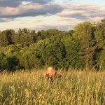 Peter Holmquist - @peterholmquist21 - Instagram