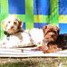 Peter Howarth - Facebook