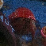 Peter Hoy - @peter_hoy_the_hermit_crab - Instagram