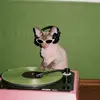peter hughes - @peterrhughes - TikTok