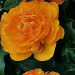 Peter Huisman - @pjhuisman - Instagram