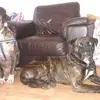 Peter Peter Ingleby pedrow - @peter.peter.ingle - TikTok