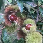 Peter Ivory - @ivoryfarms.chestnuts - Instagram