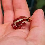 Peter Jansen - @peter.botanising - Instagram