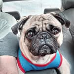 Peter Jose - @soypeterpug - Instagram