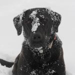 Peter Joyce - @peterjoyce76 - Instagram