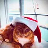 Peter Joyce - @user9636201872709 - TikTok