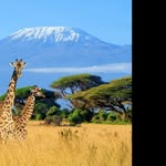Peter Keaney - @timetokilicancer - Instagram