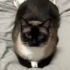 peter kim - @peter.kim28 - TikTok