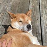 Peter King - @itsgoodtobetheking - Instagram