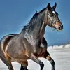 Horse Knowledge - @user813071386138 - TikTok