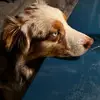 peterklement8 - @peter.klement84 - TikTok