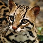 Peter Klimov - @klipet3322 - Instagram